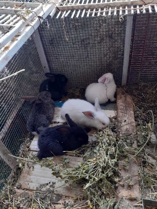 Iepuri berbec german