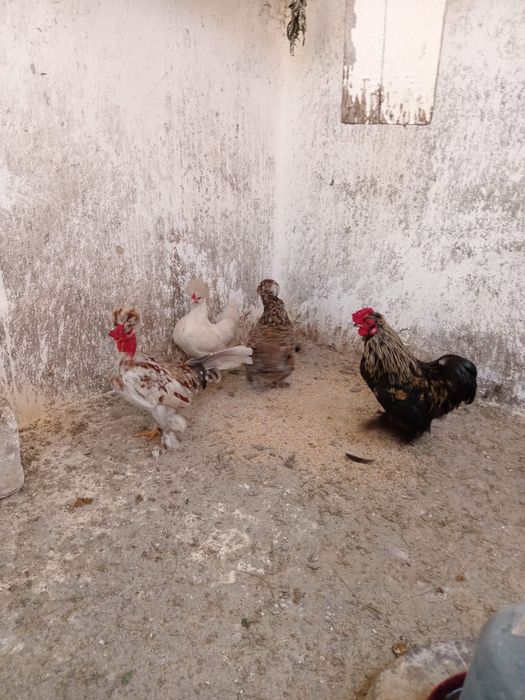 Gaini pitici motate si incaltate