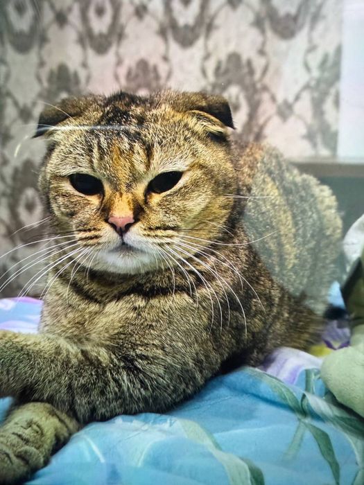 Кошка(скоттиш фолд)