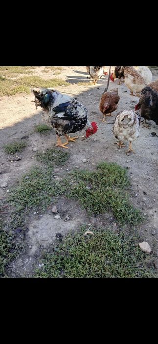 Vand cocosi de tinut