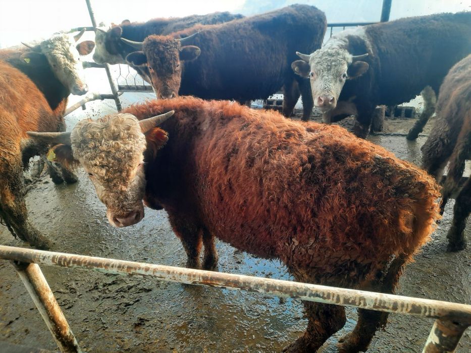 сементал букалар