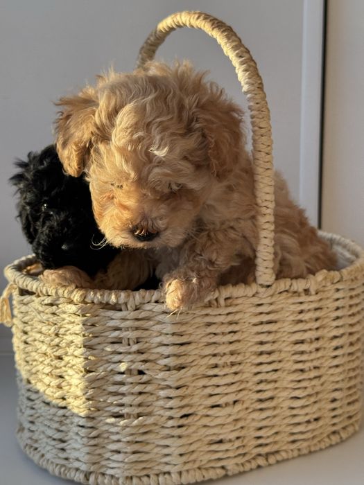 Продам шенка  той-пудель, девочка