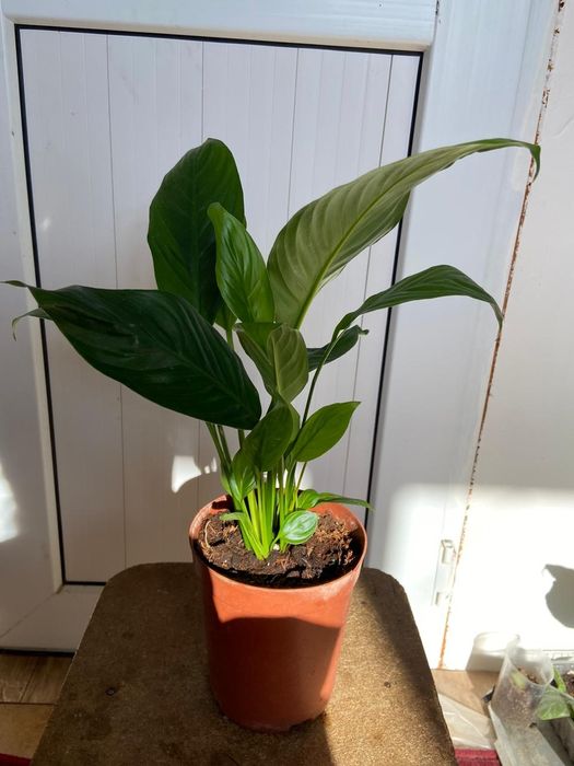 Продаётся домашние цветы