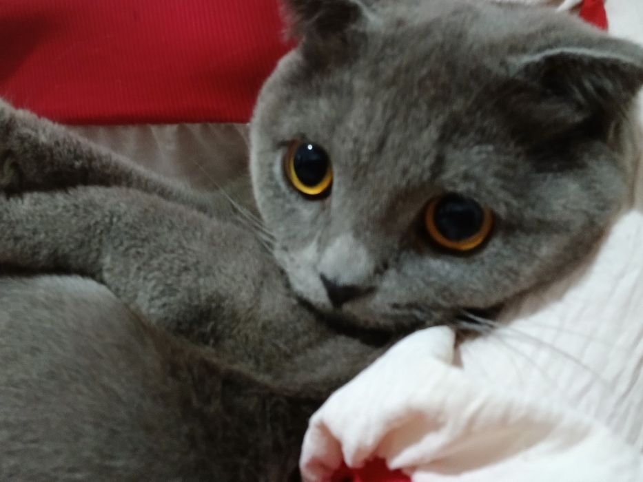 Skotish Fold zotdor mushugi