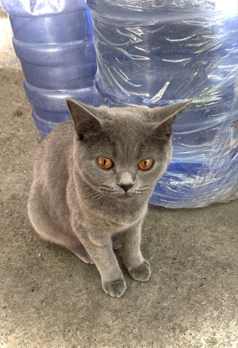 Британская короткошерстная кошка