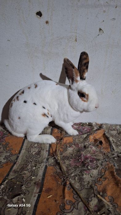 Vand iepuri rex si metis de rex