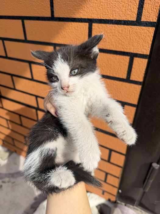 Котята бесплатно