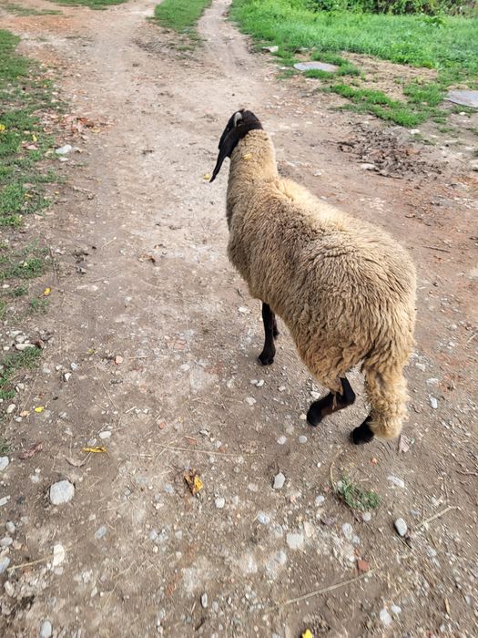 Berbec sârbesc de vanzare