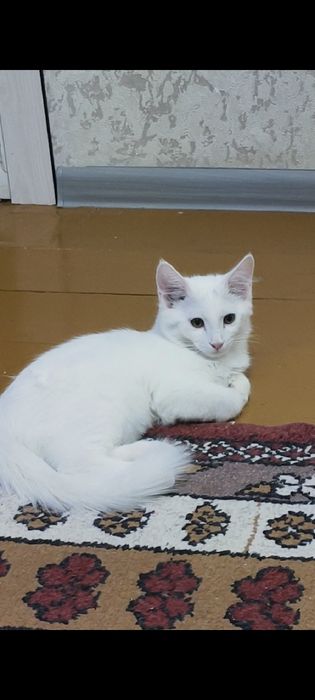 турецкий  ангора  мушуклар  сотилади.Латок билади аклли  уйинкарок