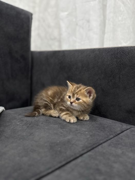 Продам котенка девочка