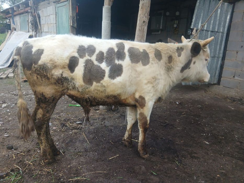 Продам быка год и два возраст