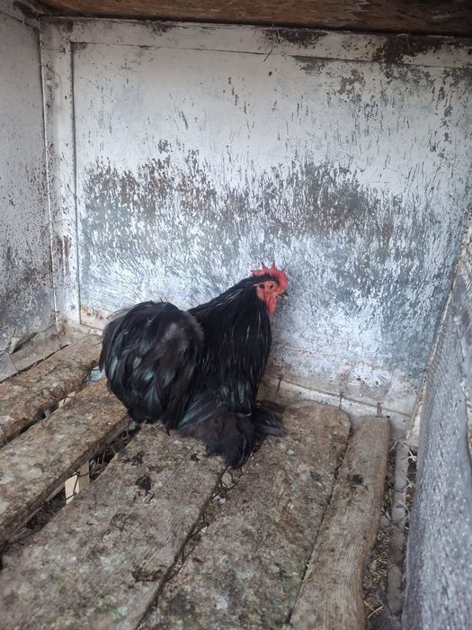 Vand cochinchina pitic