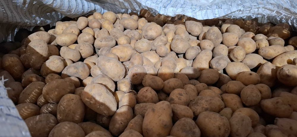 Семена картофи сорая Б клас