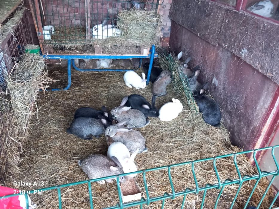 Зайци женски мъжки