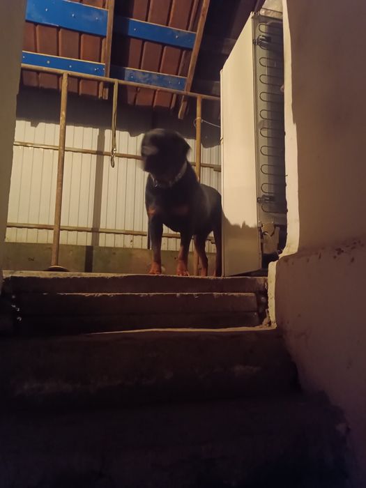 Ротвейлер ищет подругу.