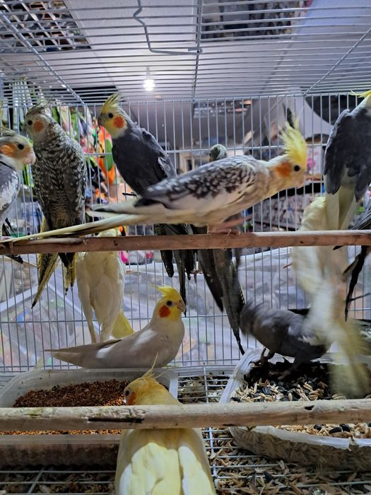 Корелла в зоомагазине