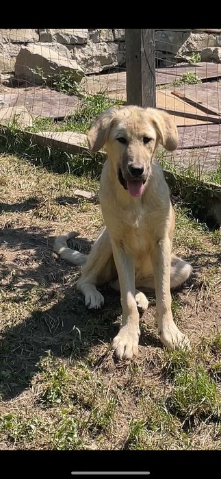 ofer spre adoptie doua cateluse talie mare de 9 luni