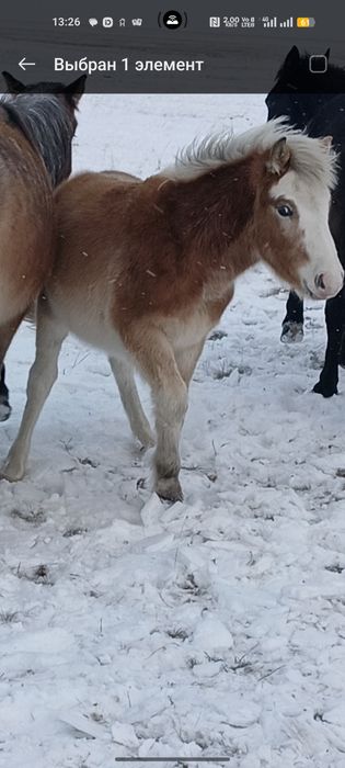 Жеребчик, жабагы 9 месяцев