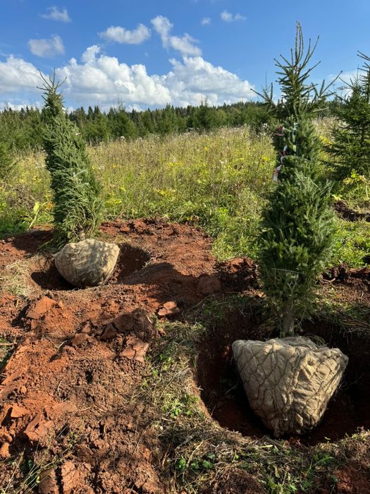 Ели голубые,зеленые