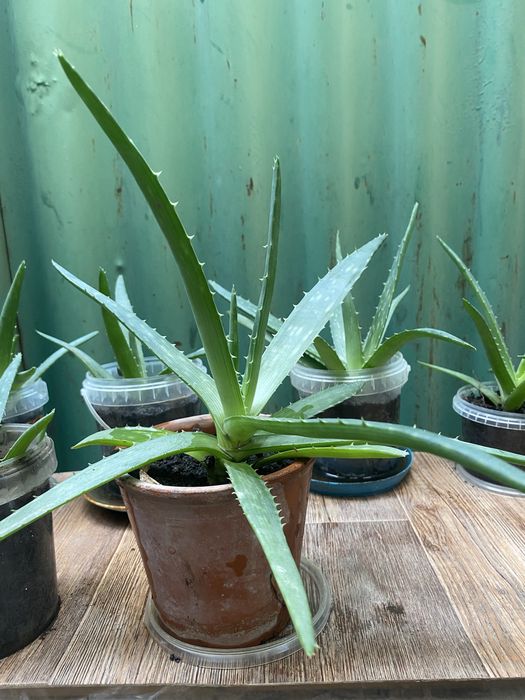 Продам алоэ укорененные адаптированные