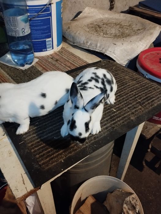 Rex Dalmațian tineret