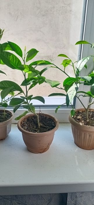 Продам домашний лимон