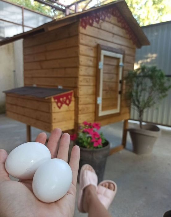 Курятник. Домик для кур