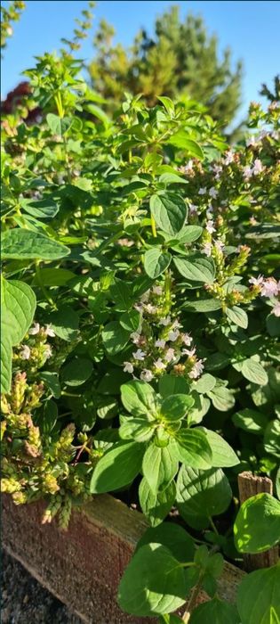 Продам саженцы котовника.