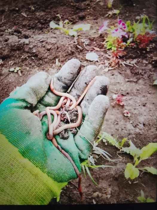 Продам червей для рыбалки.