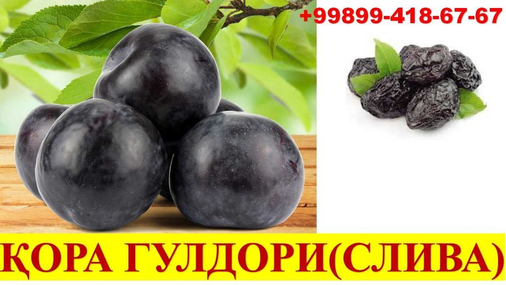 Мевали дарахт кўчатлари сотилади