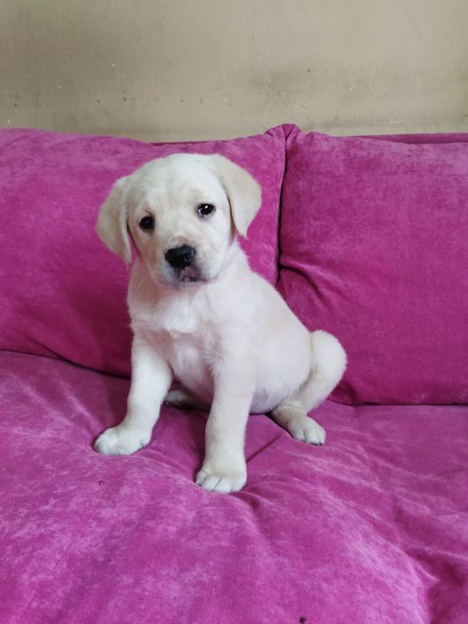 Лабрадор ретривер