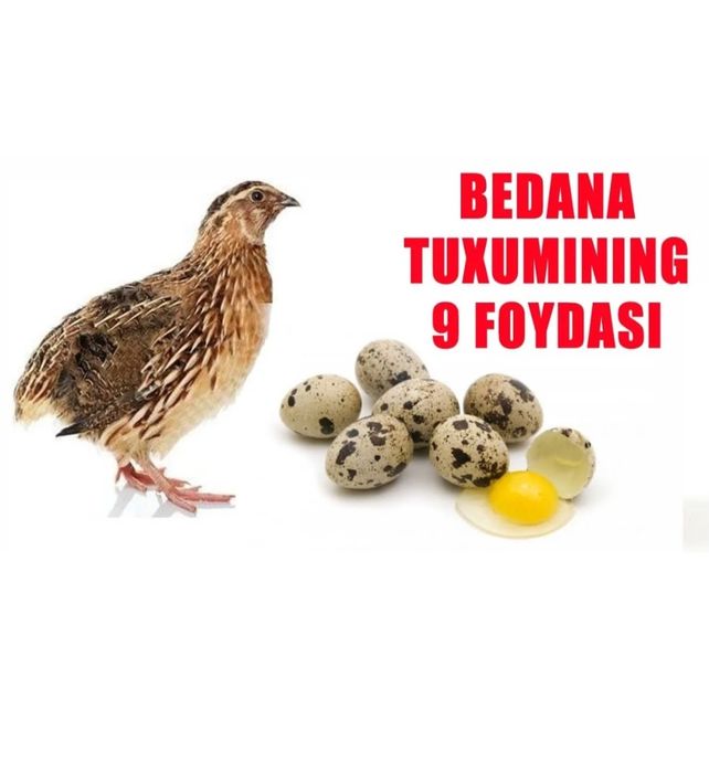 Беда хурозлари, тухумлари, зотдор жужалар сотилади