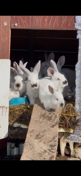 Кролики калифорнийская