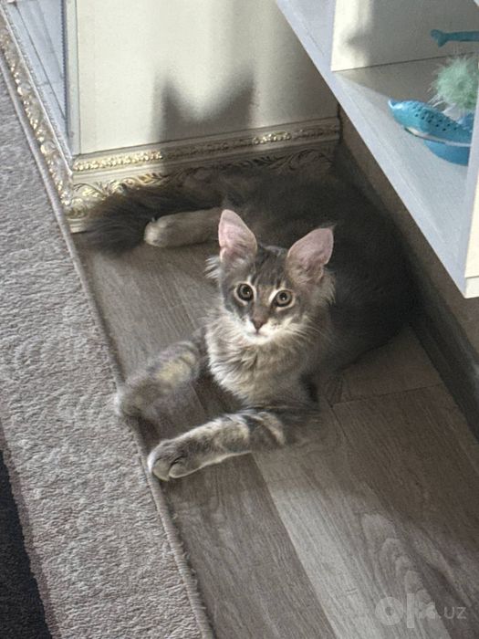 Продается шикарный котёнок породы мейн-кун