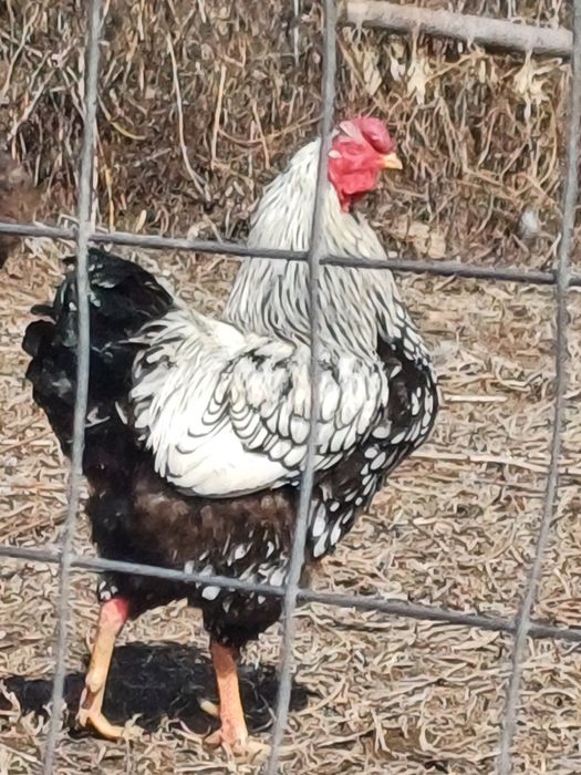 Цыплята виандот серебро и белое золото