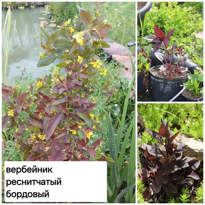 Продам прудовые растения
