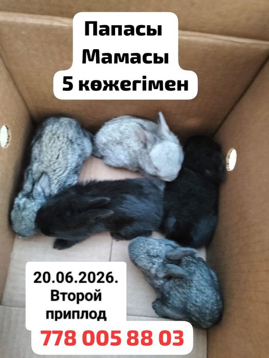 Кролики Қояндар сеткасымен