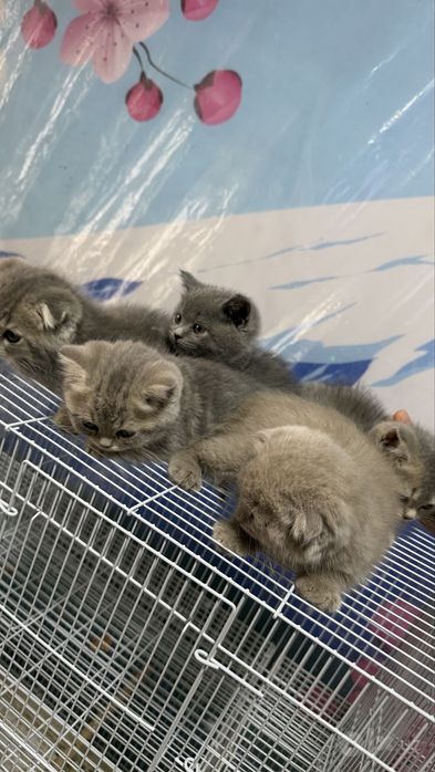 Котята Скоттиш страйт и Скоттиш фолд боллари