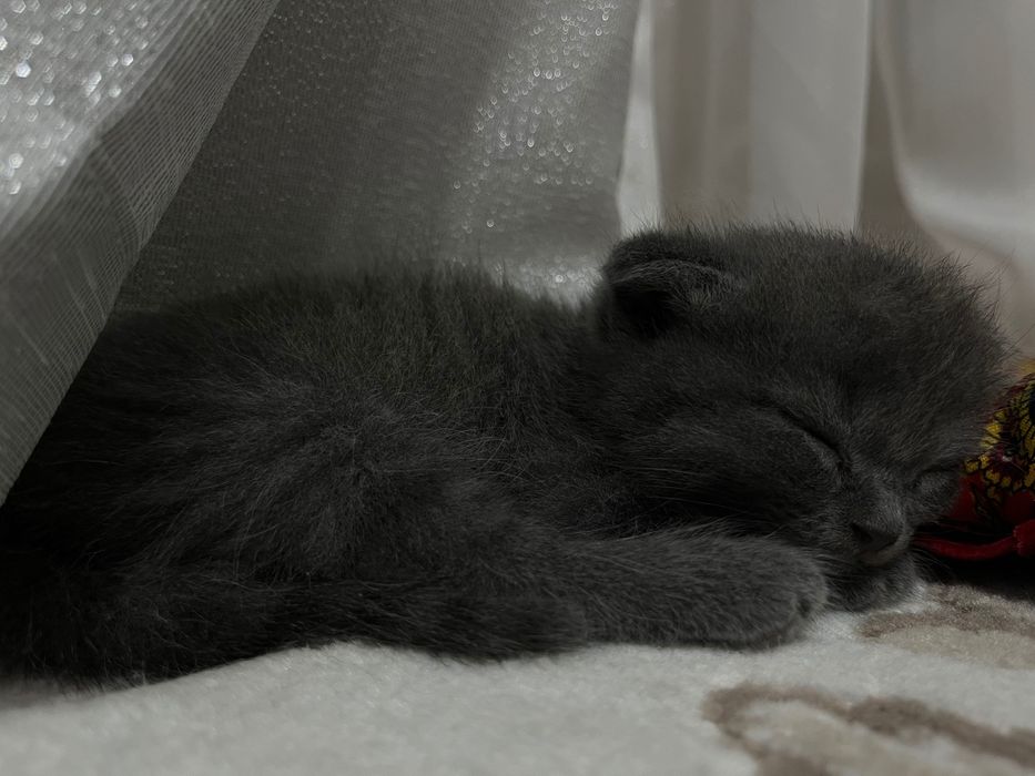 Котёнок вислоухий Бесплатно