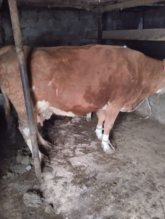 Продам дойную корову