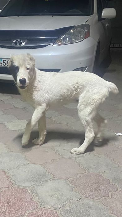 Продам Алабая 6 месяцев, Кабель