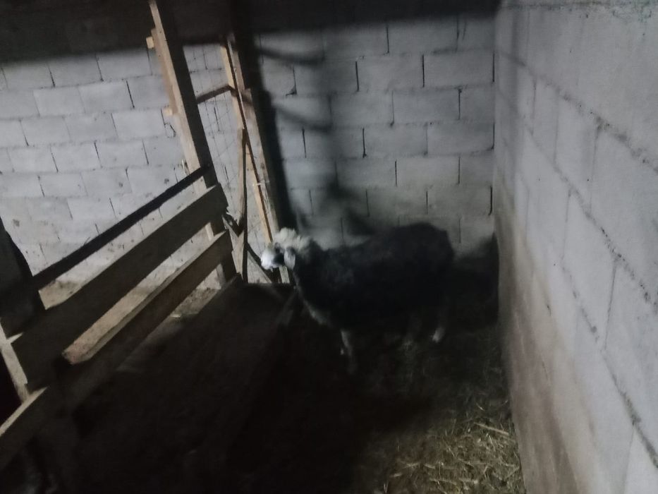 Продам ширную овцу
