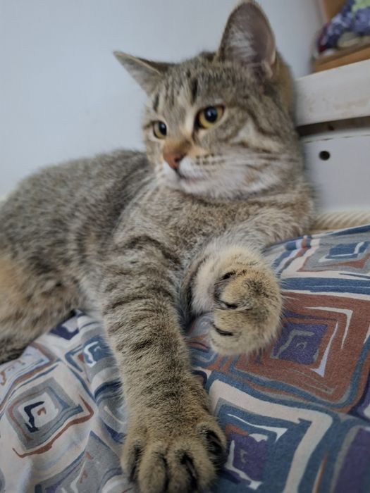 Кошка шотланский прямоухая