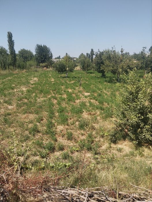 1 сотик $650 очик майдон 30 сотик сотилади