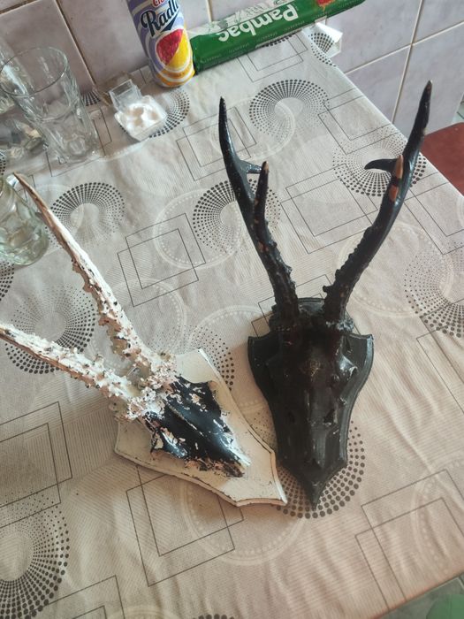 Vând trofeele de căpriori din imagine.