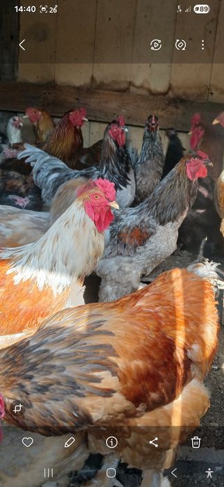 Продам петухов Брамов