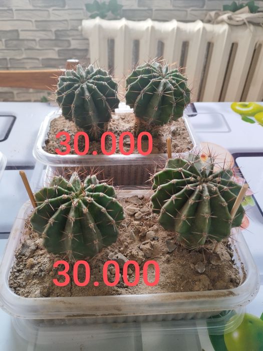 Срочно продам кактусы эхинопсис