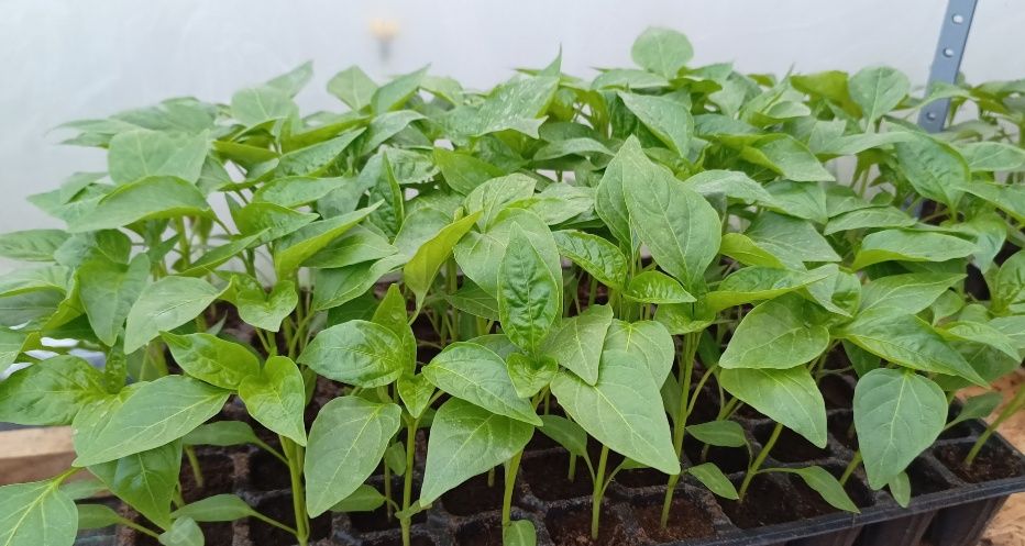 Rasaduri profesionale