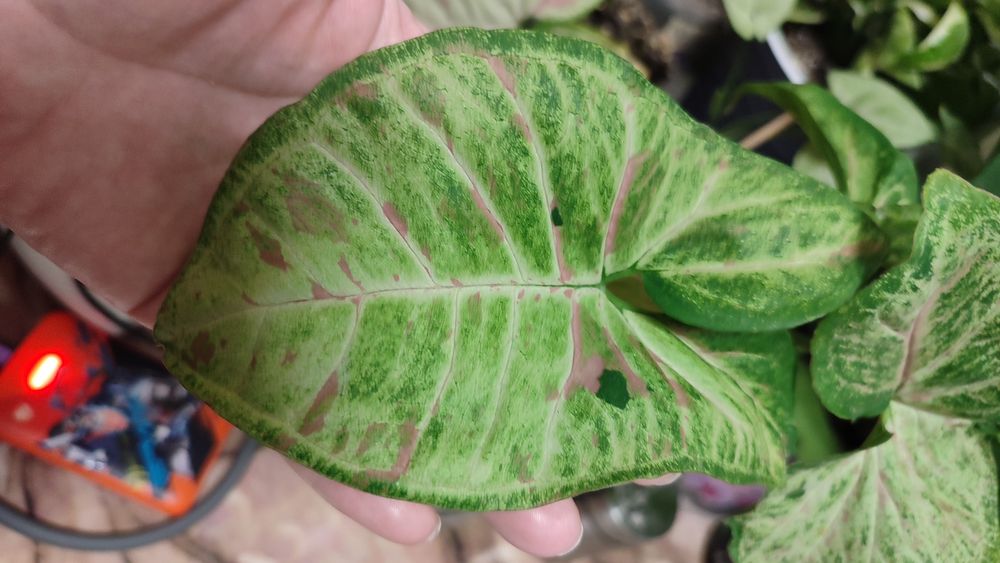 Сингониум КонфеттиТриколор