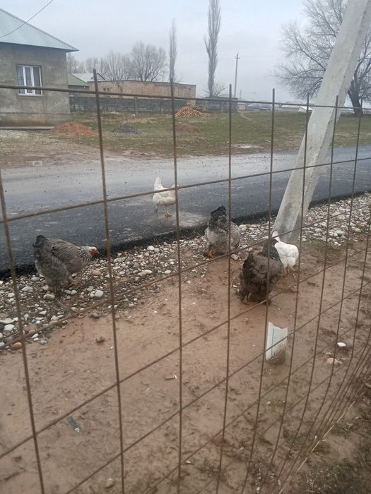 Үй тауығы сатылады